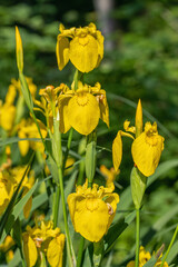 Blooming yellow iris (Iris pseudacorus).