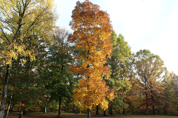 Tall Autumn Trees