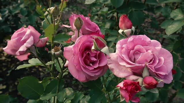 Blooming roses at sunset time in Globy park, Dnipro, slow motion