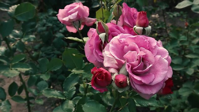 Blooming roses at sunset time in Globy park, Dnipro, slow motion