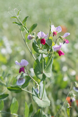 Blooming pink pea plant (Pisum sativum). Cultivation in a field.