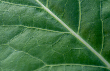 green leaf texture macro shot