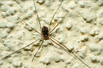 Opiliones spider on the wall macro shot