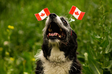 Cute Happy Smiling Canada Day Dog Celebrating with Green Grass Background and Space for Text