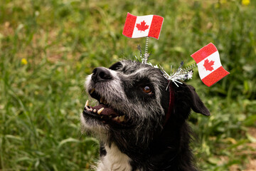 Cute Happy Canada Day Dog with Green Grass Background and Space For Text