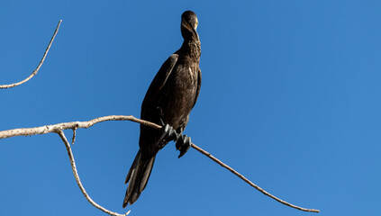 Neotropic cormorant resting on a tree branch.