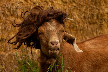 Funny Singing Rock and Roll Goat in Brown Curly Wig Looking Forward with Space for Text in BC Canada - obrazy, fototapety, plakaty