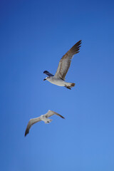 Gaviotas volando en pareja sobre el cielo del mar caribe en formato vertical 