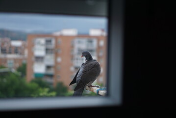町で暮らすハトの夕暮れ