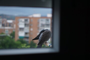 町で暮らすハトの夕暮れ