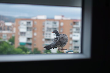町で暮らすハトの夕暮れ