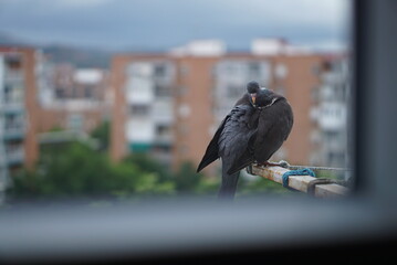 町で暮らすハト