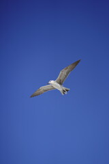 Gaviota volando en el cielo con las alas extendidas , vista desde abajo  en formato vertical