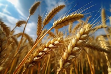 beautiful wheat field in sunset, AI Generative