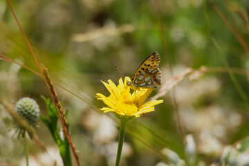 Queen of Spain fritillary (Issoria lathonia) butterfly sitting on yellow flower in Zurich, Switzerland