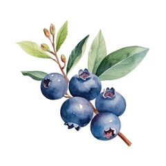 WatercolorBlueberry Isolated. Illustration Generative AI