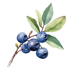 WatercolorBlueberry Isolated. Illustration Generative AI