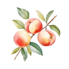 Watercolor Peach Isolated. Illustration Generative AI.