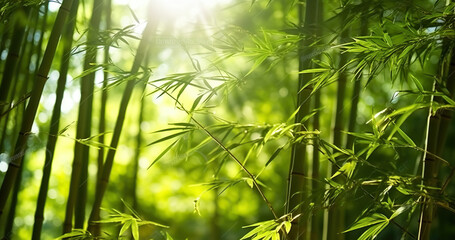 Asian Bamboo forest with morning sunlight. Generative AI