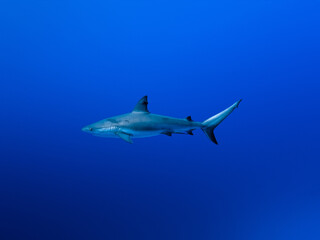 Caribbean Reef Shark