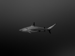 Fototapeta na wymiar Black and White Caribbean Reef Shark