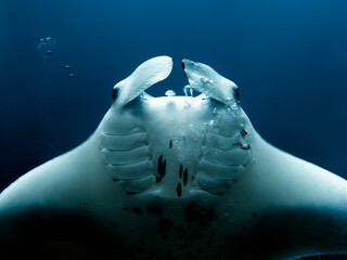 Fototapeta premium Gigant Manta Ray Enjoy Bubbles