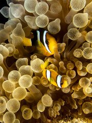 Family Nemo Clownfish in his Anemone