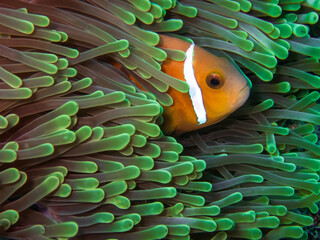 Maldivian clownfish nestled within its red and green anemone