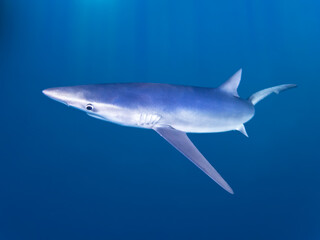 Blue Shark Tintorera