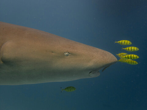 Surrounding the nurse shark's eye are the vibrant yellow pilot fish