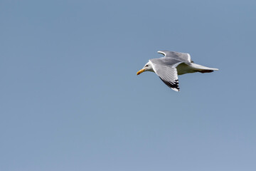 Fototapeta na wymiar Larus cachinnans - Pescarus pontic - Caspian gull