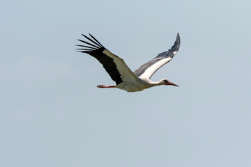 Fototapeta na wymiar Ciconia ciconia - Barza alba - White stork