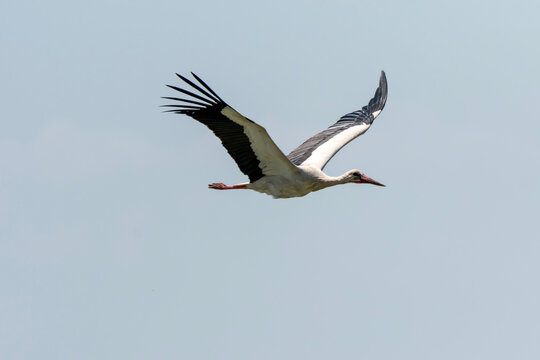Ciconia ciconia - Barza alba - White stork