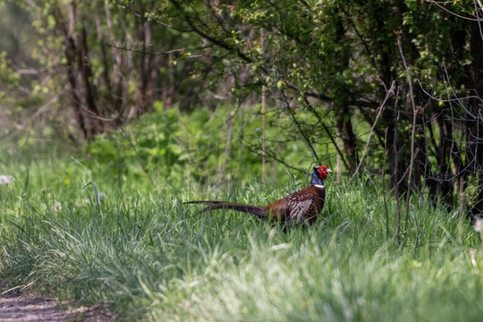 Ring-necked Pheasant