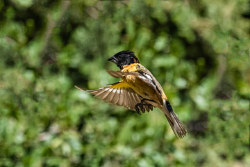 Black-headed Grosbeak (Pheucticus melanocephalus) in Flight