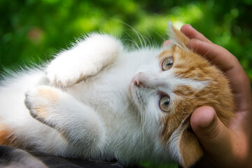 A small red-white kitten sits in her arms against a background of green foliage.