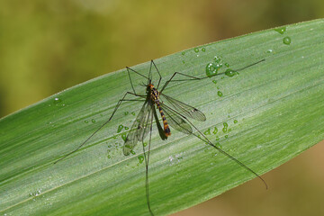 Male crane fly Nephrotoma flavipalpis, family Tipulidae on a bamboo leaf. Dutch garden, June.	