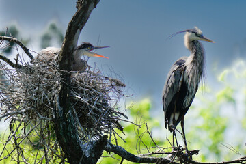 Great Blue Heron in tree guarding nest with chick, orange beak open, screaming for food 