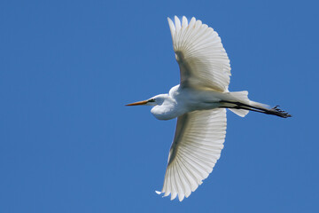 Great White Egret in flight with full wings spread  and visible individual feathers against deep blue sky 