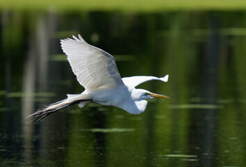 Great White Egret in flight with  wings spread against dark green water and wooded blurred background.  