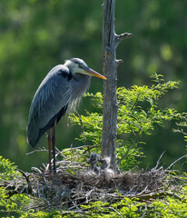 Great Blue Heron in tree guarding nest with two chicks 
