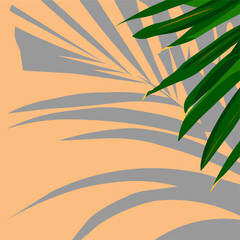 vector graphics. palma green leaves with it's shadow on the background. summer calm colors