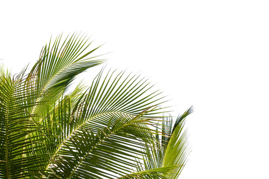 Palm tree leaves isolated on white background	