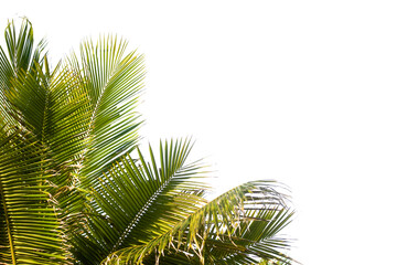 Coconut tree leaves isolated on white
