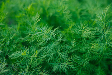 Green dill leaves in the garden. Organic farm. Healthy eating. Foods rich in vitamins. Agricultural industry. Natural background. Fragrant seasoning.