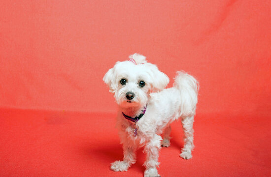 White Maltese dog photoshoot in studio