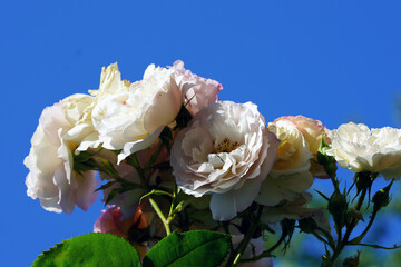 Rosen und Blumen