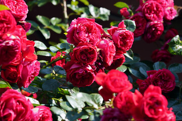 Rosen und Blumen