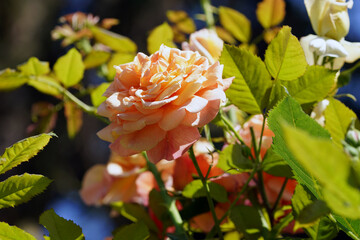 Rosen und Blumen