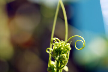 Rosen und Blumen